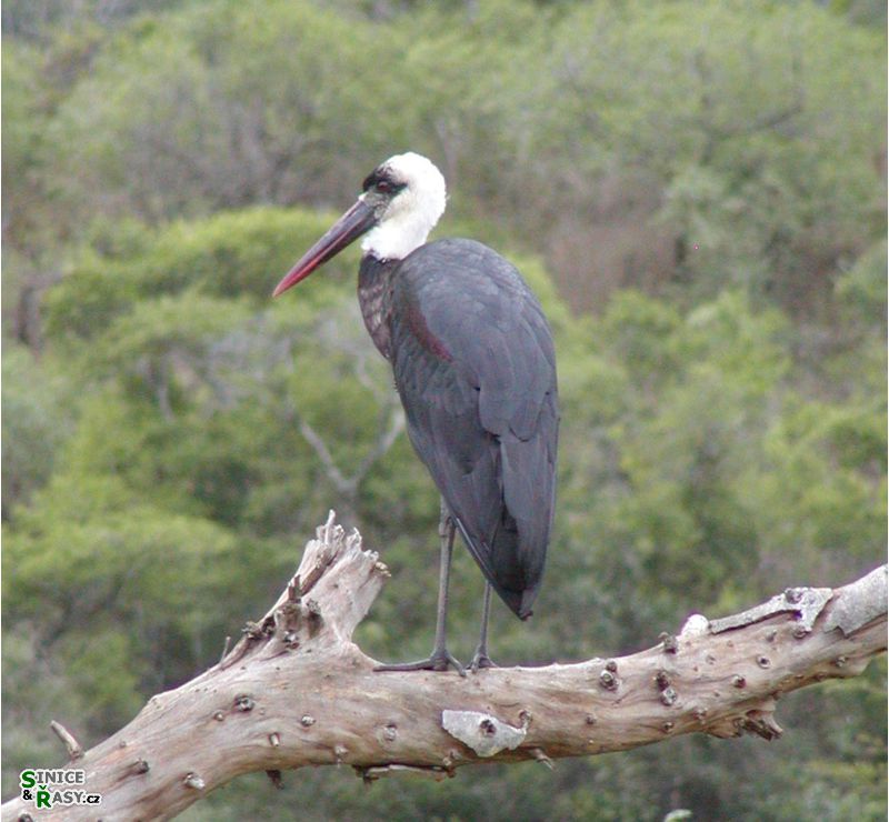 Ciconia episcopus