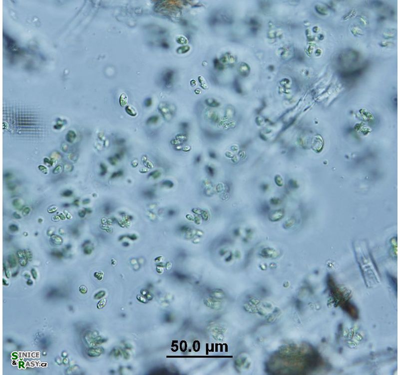 Coccomyxa confluens