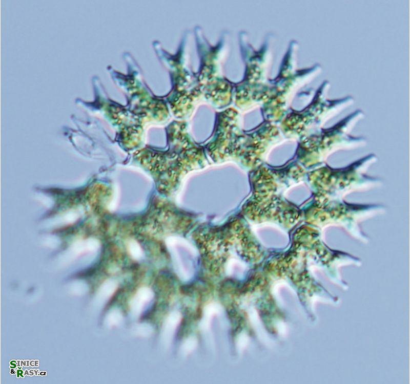 Parapediastrum biradiatum