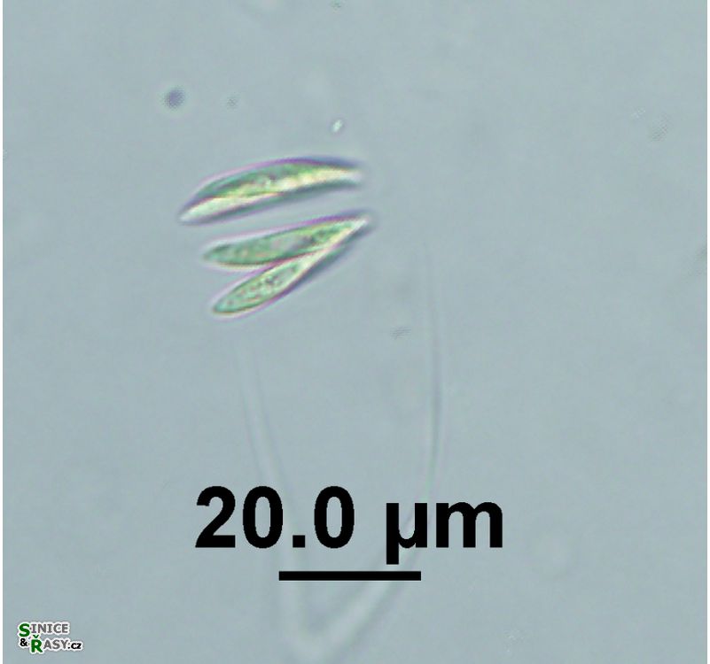Quadrigula korshikovii