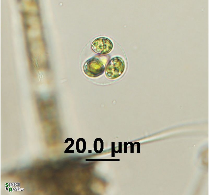 Oocystis cf. marssonii