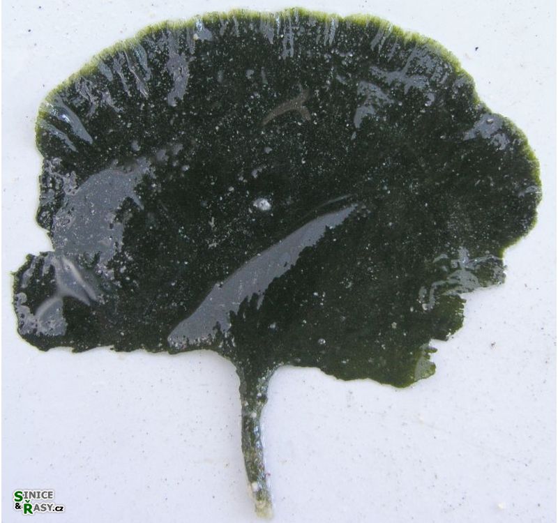 Flabellia petiolata