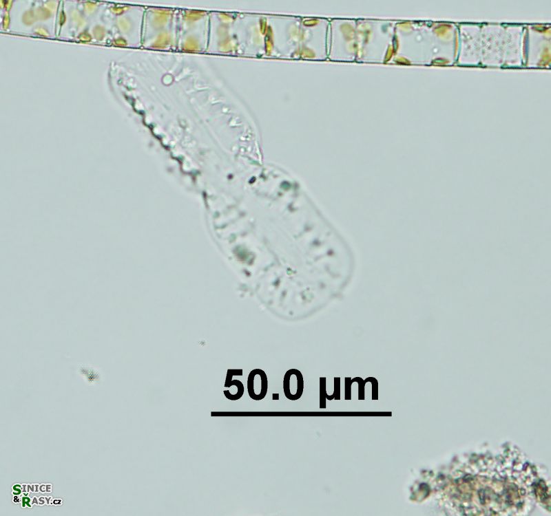 Amphiprora ornata