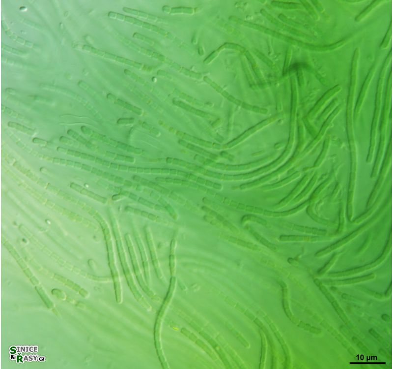cf. Arthronema