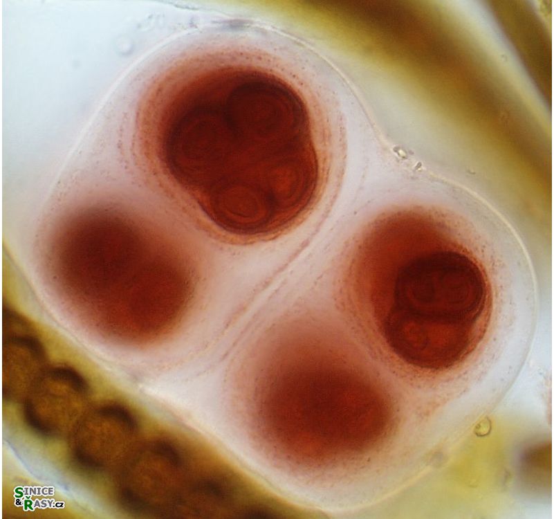 Gloeocapsa sanguinea