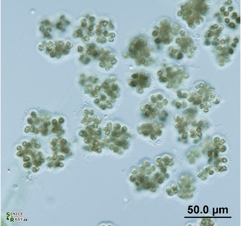 Microcystis viridis