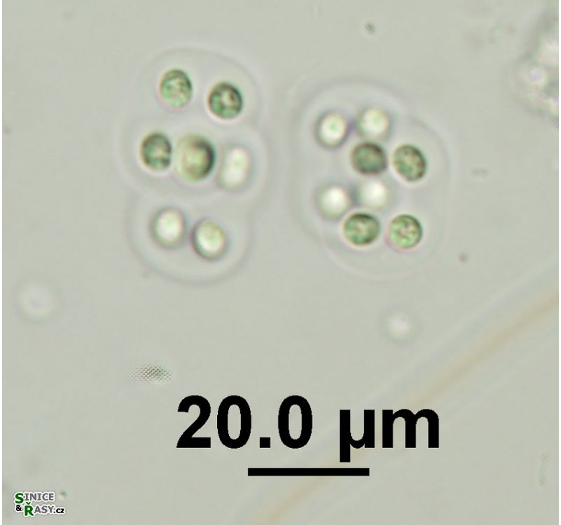 Eucapsis alpina