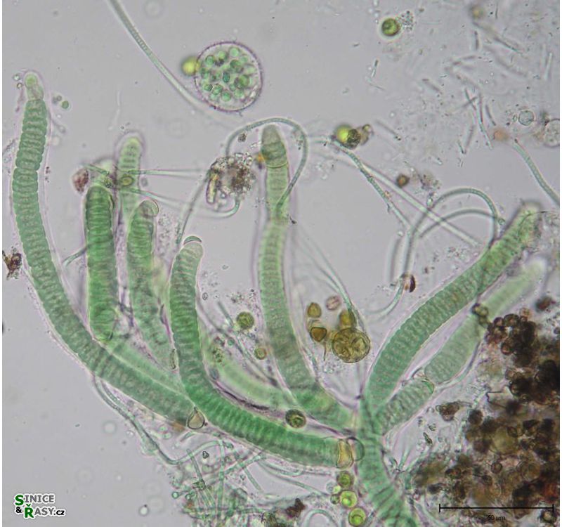 Hassallia cf. heterogena