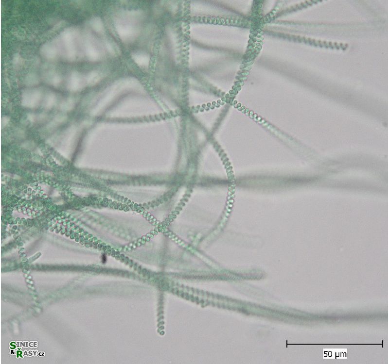 Spirulina major