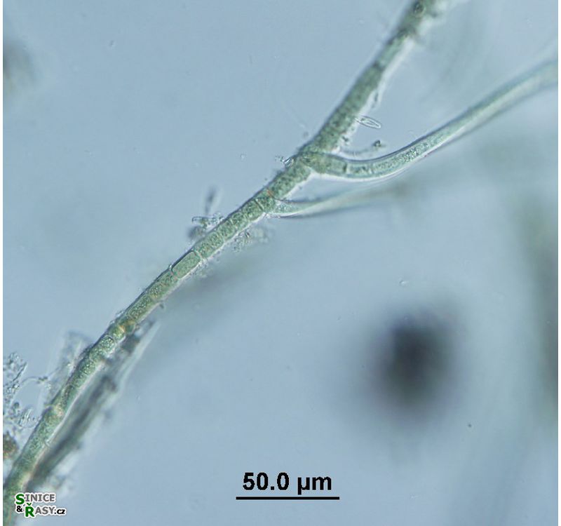 Hapalosiphon sp. 