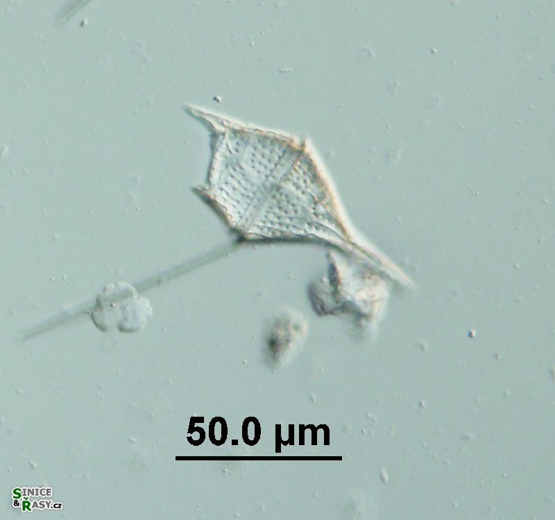 Tripos lineatus