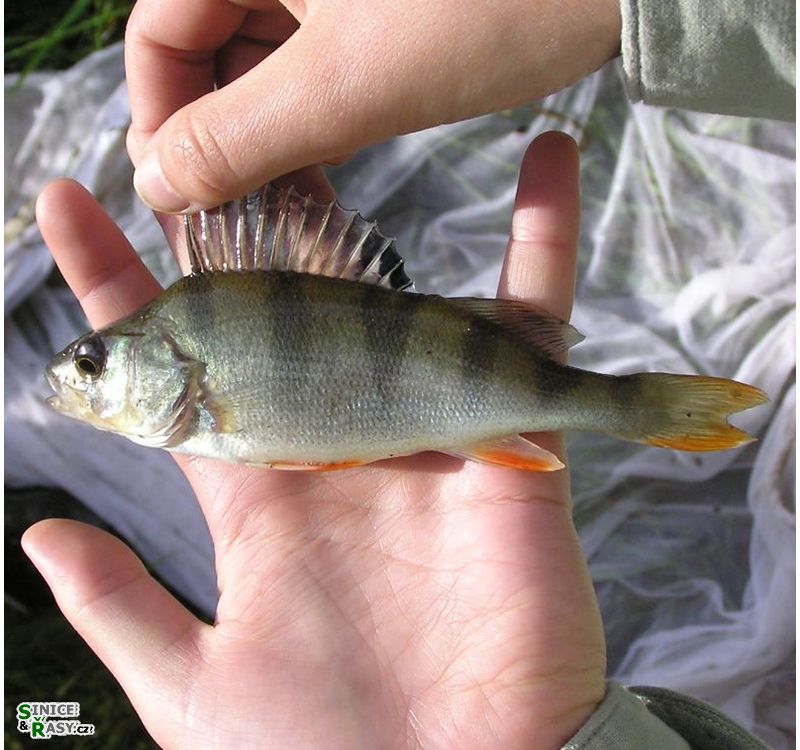 Perca fluviatilis