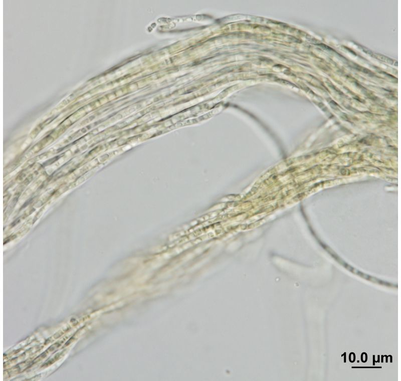 Pseudophormidium