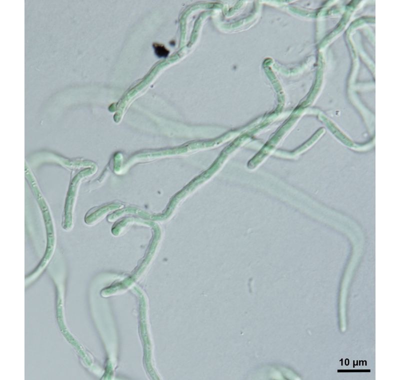 Pseudophormidium