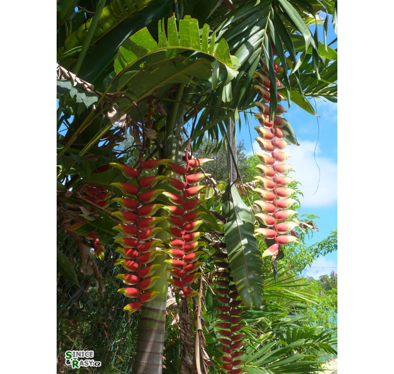 3-guajataca-state-forest-puerto-rico-2013-006