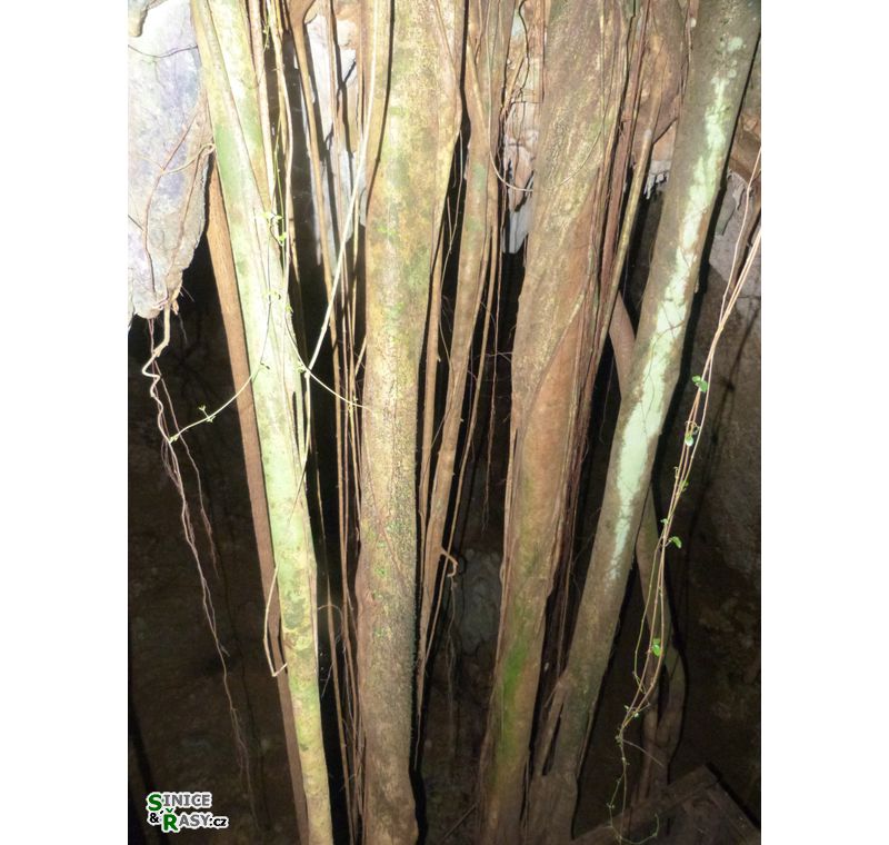 3-guajataca-state-forest-puerto-rico-2013-009