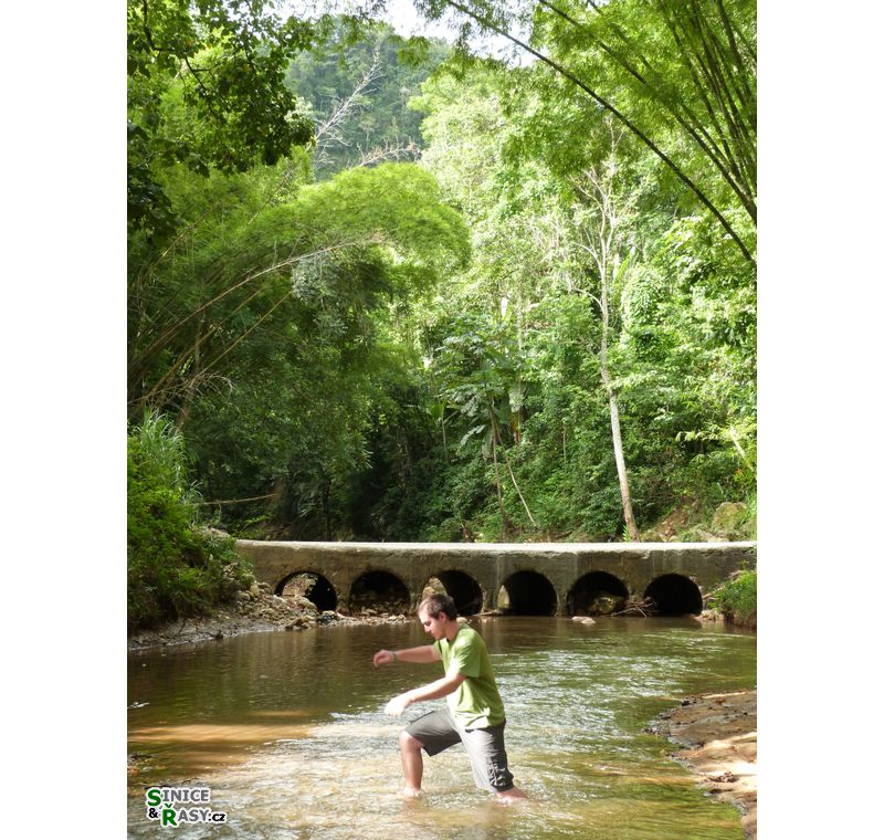 3-guajataca-state-forest-puerto-rico-2013-042