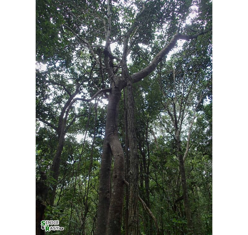 3-guajataca-state-forest-puerto-rico-2013-049