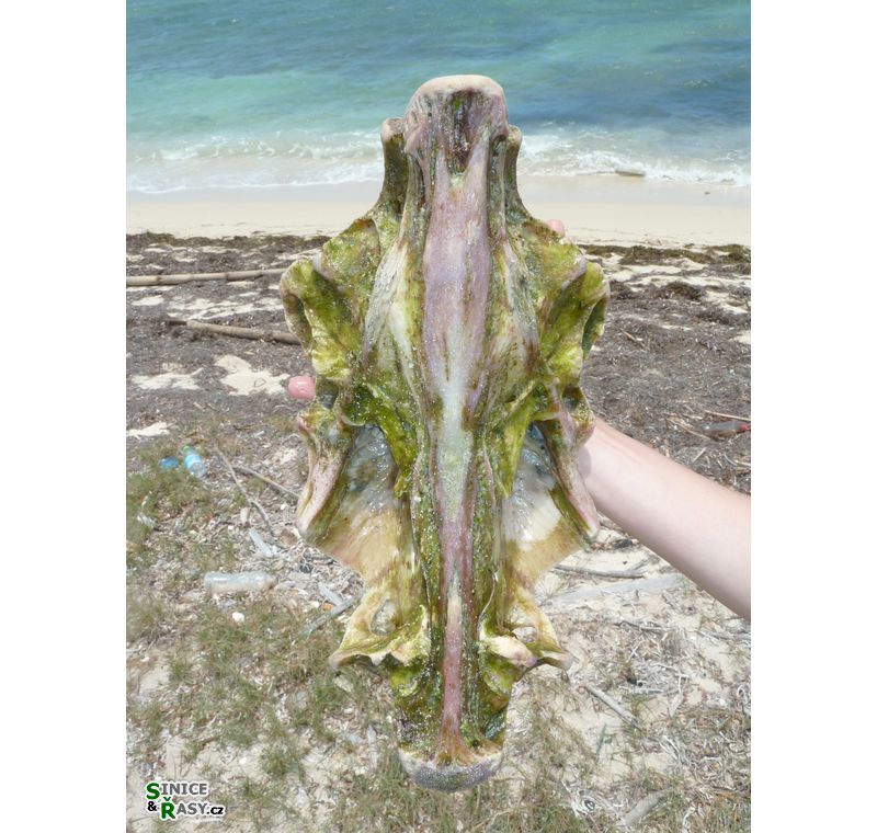 cabo-rojo-puerto-rico-2013-011