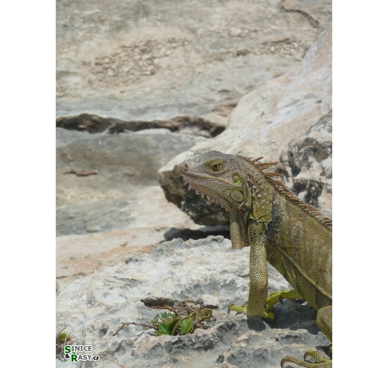 cabo-rojo-puerto-rico-2013-013