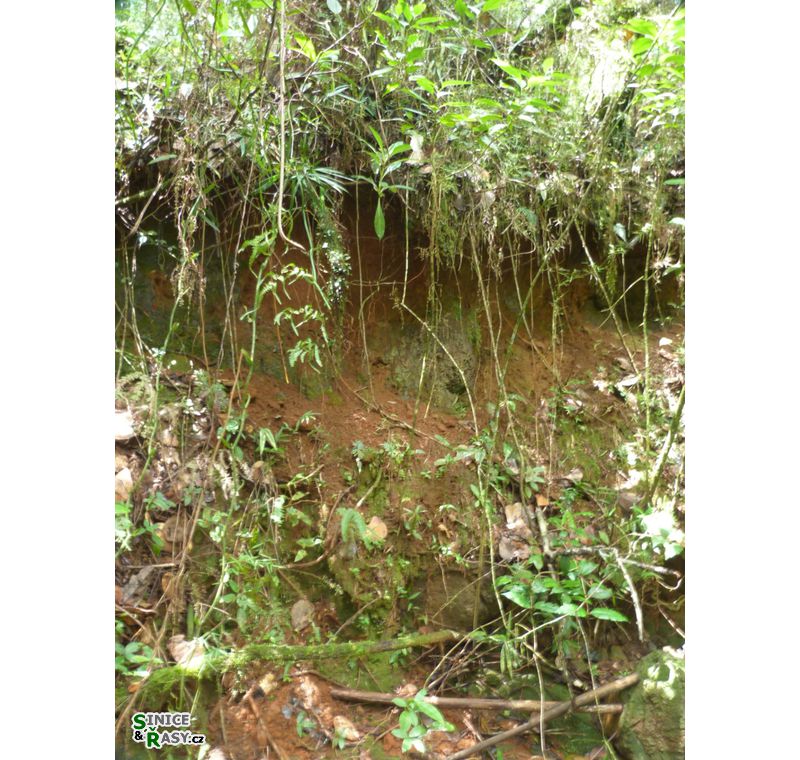 maricao-state-forest-puerto-rico-2013-017