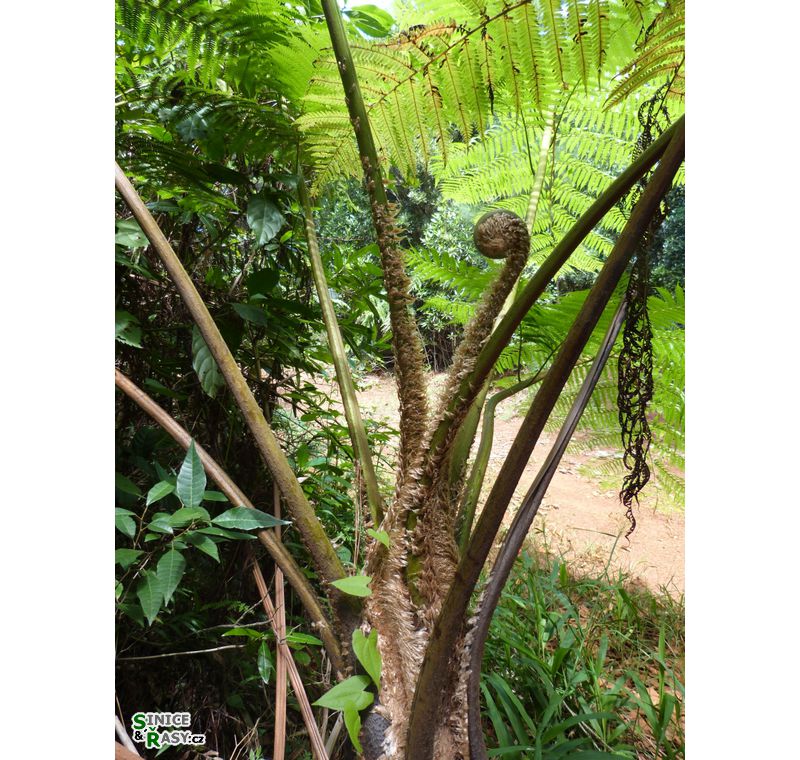 maricao-state-forest-puerto-rico-2013-019