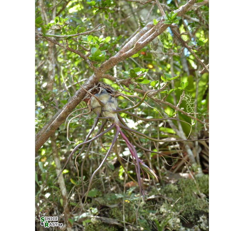 maricao-state-forest-puerto-rico-2013-022