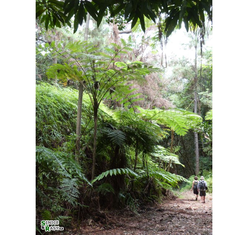 maricao-state-forest-puerto-rico-2013-023