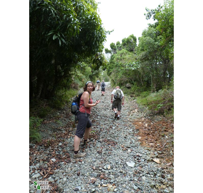 maricao-state-forest-puerto-rico-2013-025
