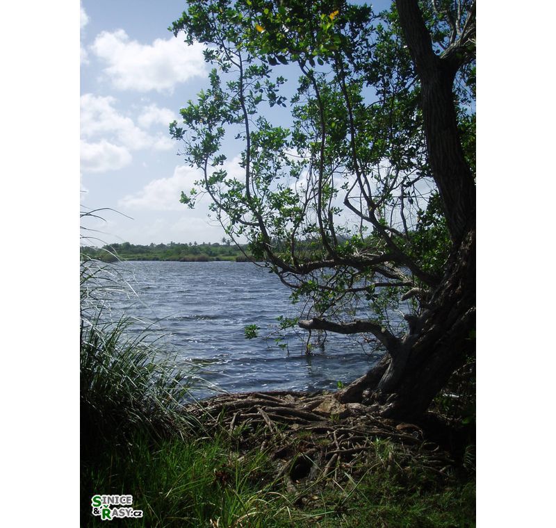 cano-de-tiburones-a-cambalache-state-forest-puerto-rico-2013-001