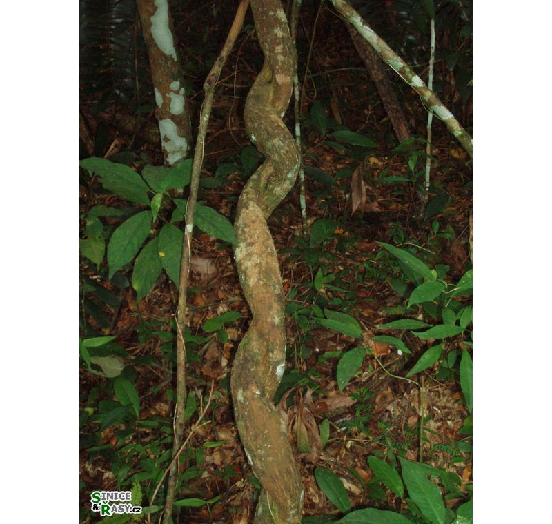 cano-de-tiburones-a-cambalache-state-forest-puerto-rico-2013-002