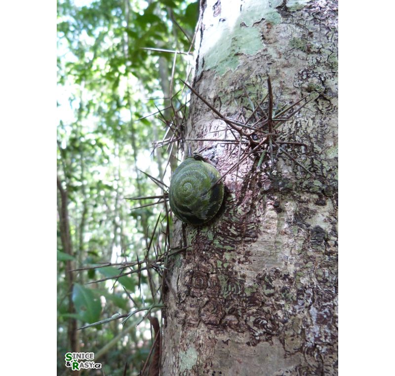 cano-de-tiburones-a-cambalache-state-forest-puerto-rico-2013-007
