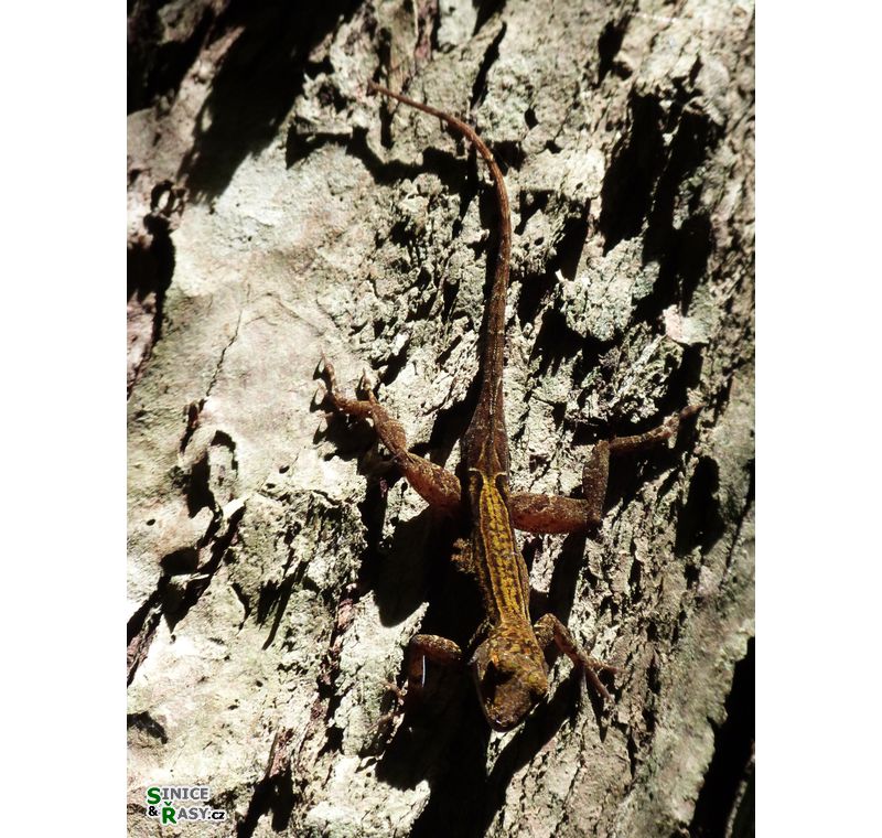 cano-de-tiburones-a-cambalache-state-forest-puerto-rico-2013-008