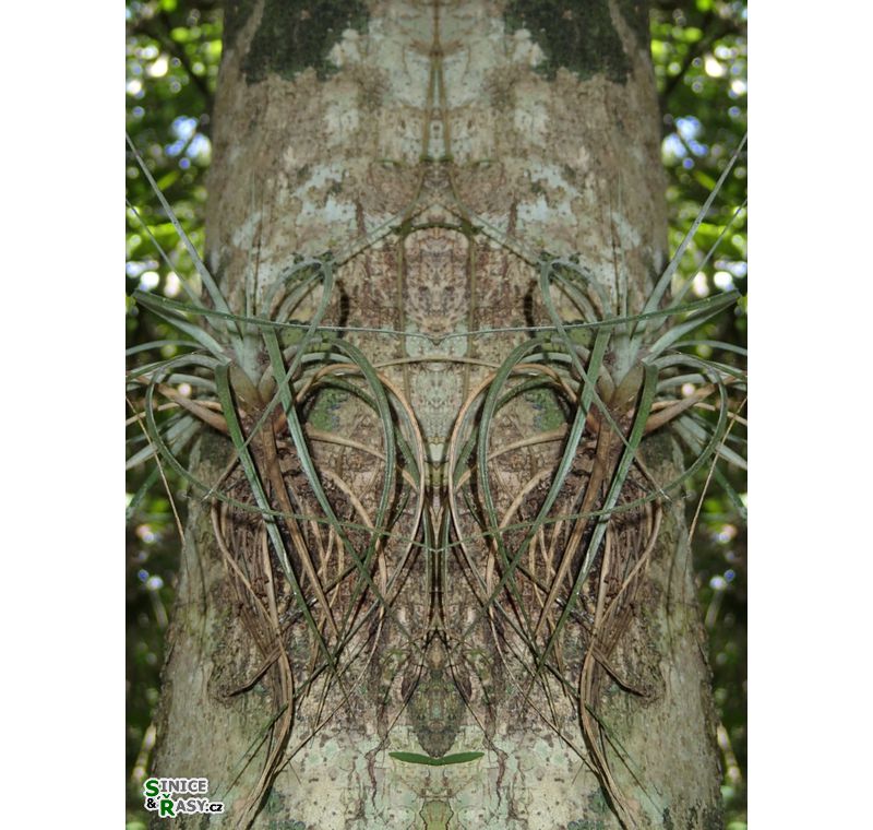 cano-de-tiburones-a-cambalache-state-forest-puerto-rico-2013-014