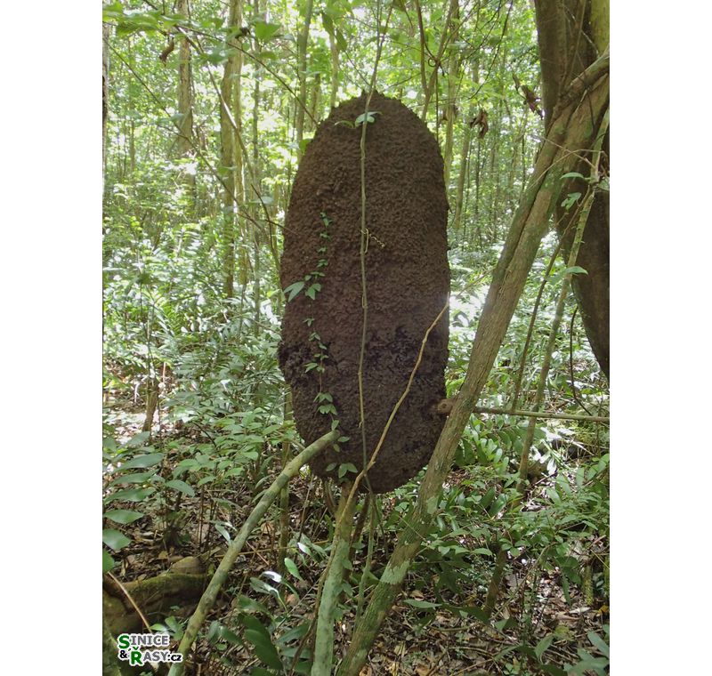 cano-de-tiburones-a-cambalache-state-forest-puerto-rico-2013-017