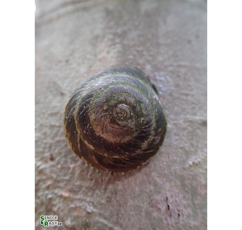 cano-de-tiburones-a-cambalache-state-forest-puerto-rico-2013-018