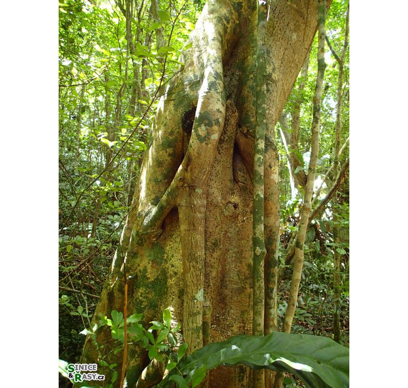 cano-de-tiburones-a-cambalache-state-forest-puerto-rico-2013-023