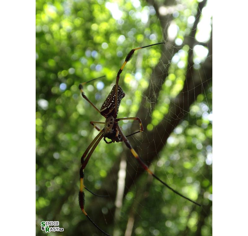 cano-de-tiburones-a-cambalache-state-forest-puerto-rico-2013-024