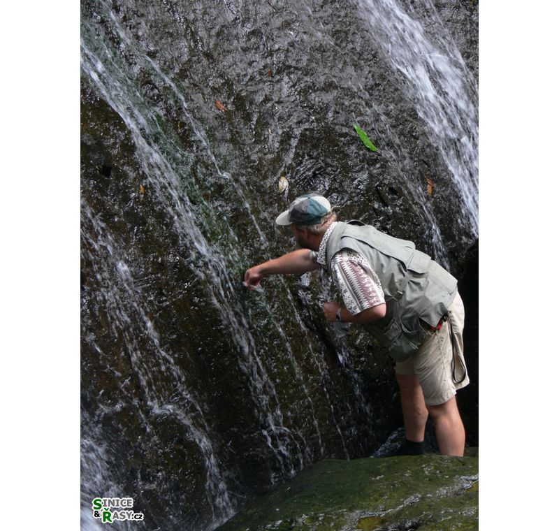 el-yunque-lowland-puerto-rico-2013-003