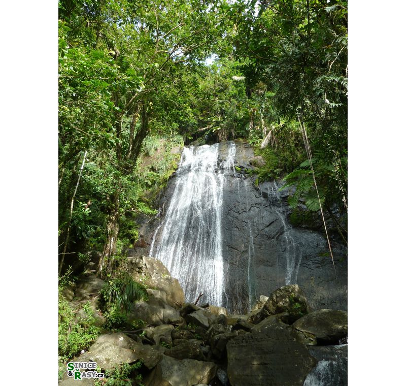 el-yunque-lowland-puerto-rico-2013-008
