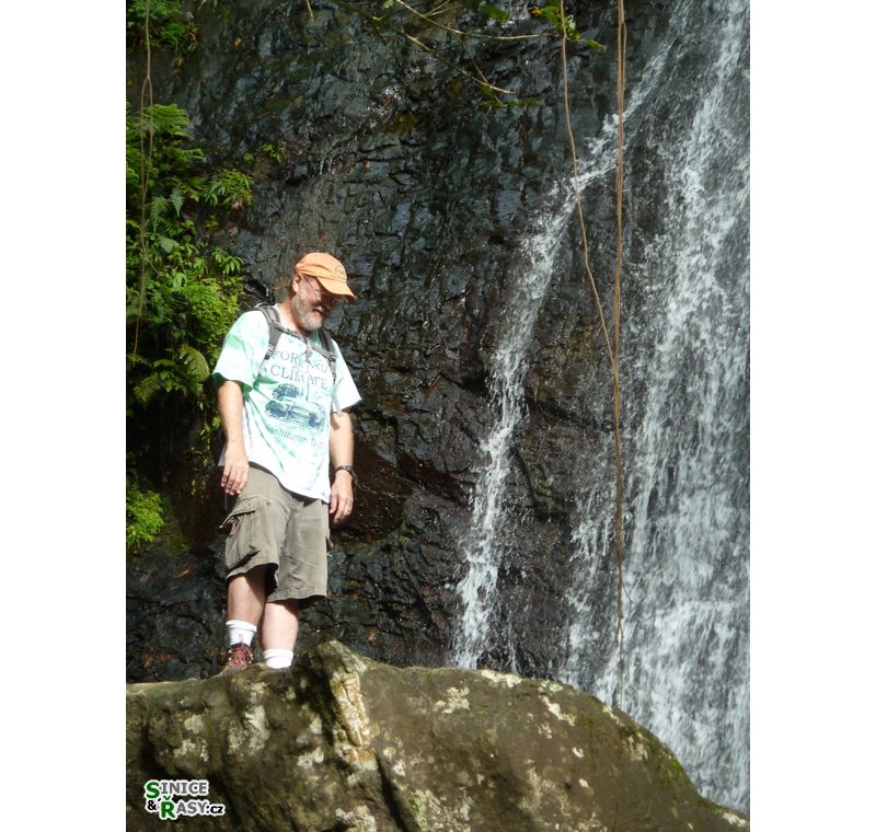 el-yunque-lowland-puerto-rico-2013-009
