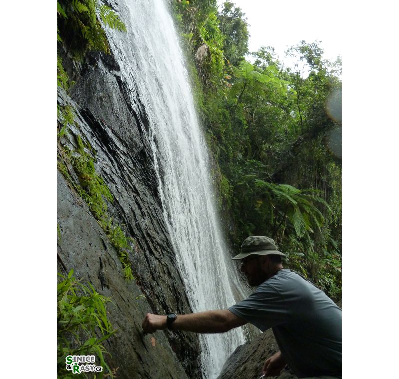 el-yunque-lowland-puerto-rico-2013-010