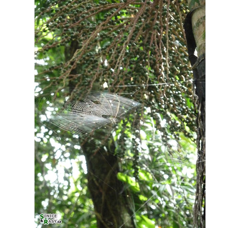 el-yunque-lowland-puerto-rico-2013-012