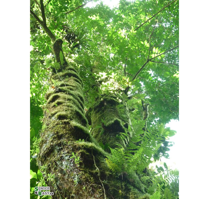 el-yunque-lowland-puerto-rico-2013-014