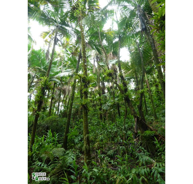 el-yunque-lowland-puerto-rico-2013-017