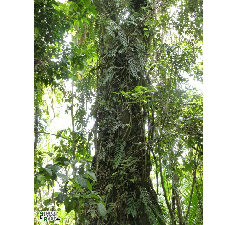 el-yunque-lowland-puerto-rico-2013-021