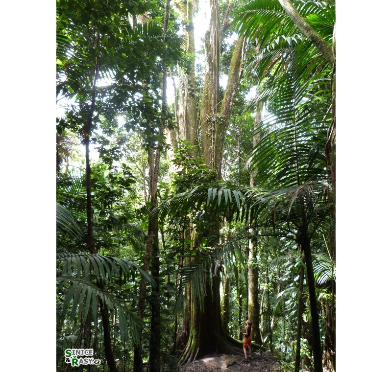 el-yunque-lowland-puerto-rico-2013-022