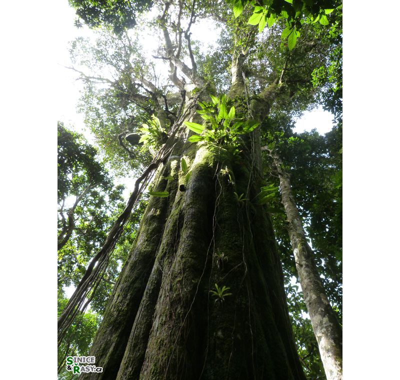 el-yunque-lowland-puerto-rico-2013-023