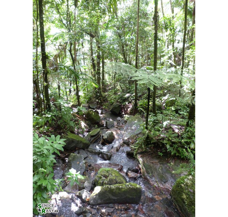el-yunque-lowland-puerto-rico-2013-024