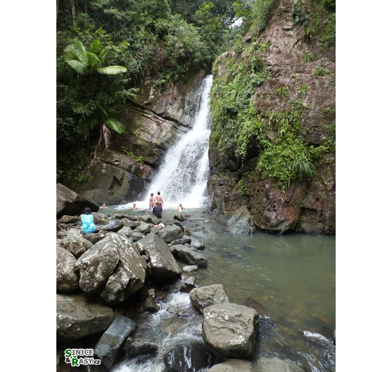 el-yunque-lowland-puerto-rico-2013-026